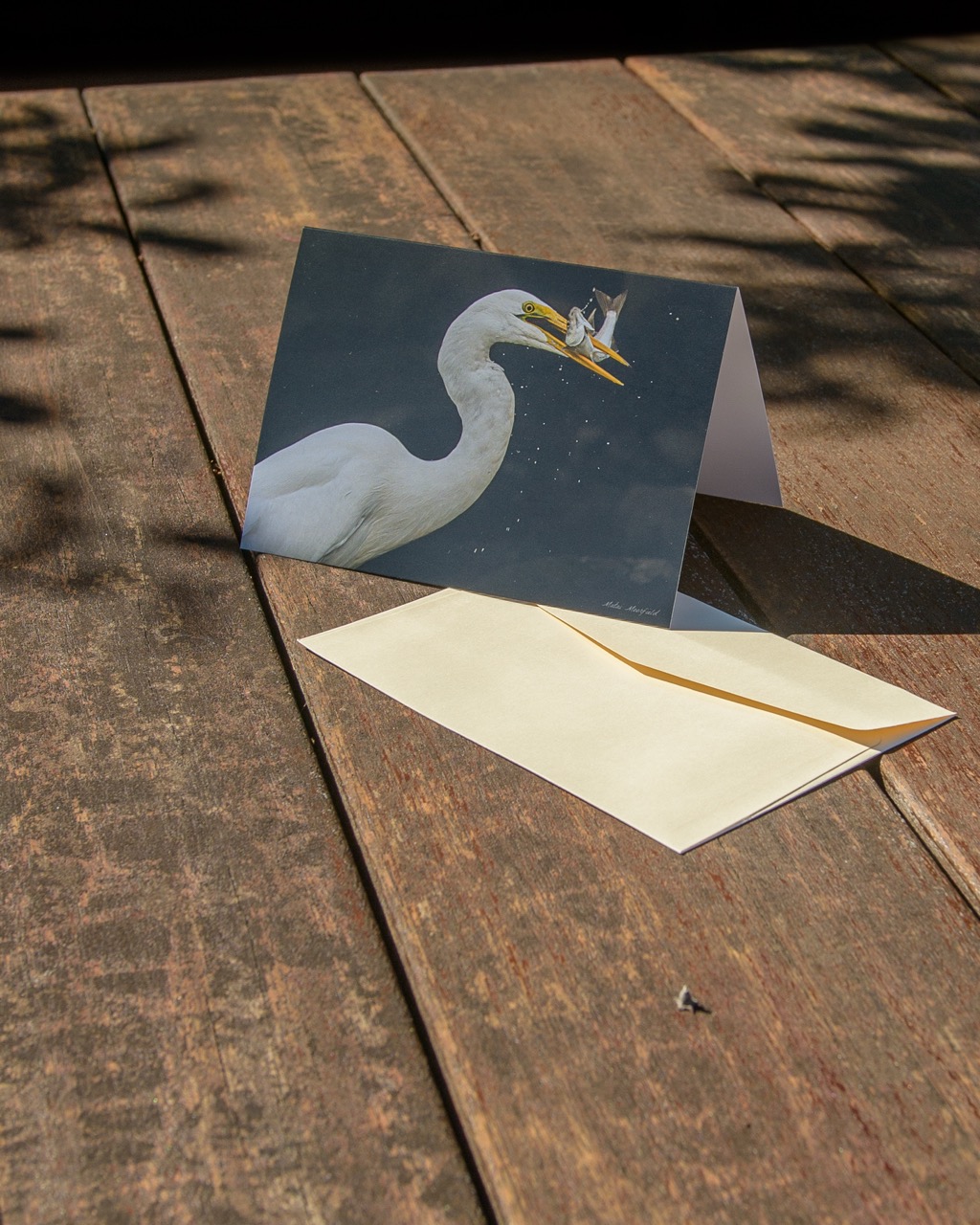 White Heron catching a Fish Wildlife Greeting Cards - New Zealand Bird Photography
